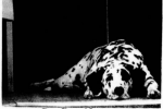 Freckles lying down from 1976 Thumbnail